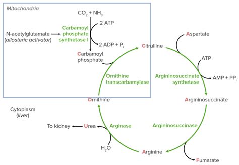 Urea Cycle Introduction Steps Regulation And Dysregulation