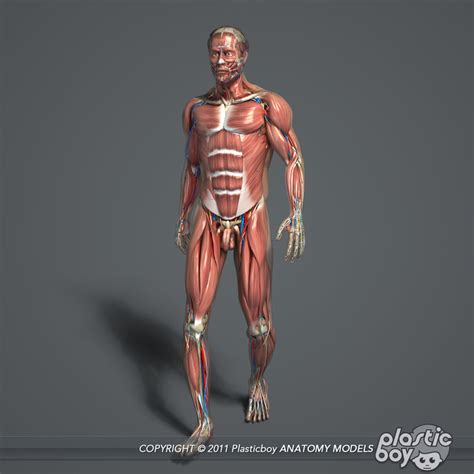 Rigged Complete Male Anatomy 3d Model