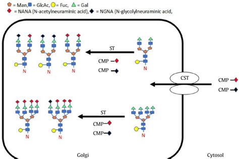 Post Translational Modification Of A Glycoprotein In Trans Golgi