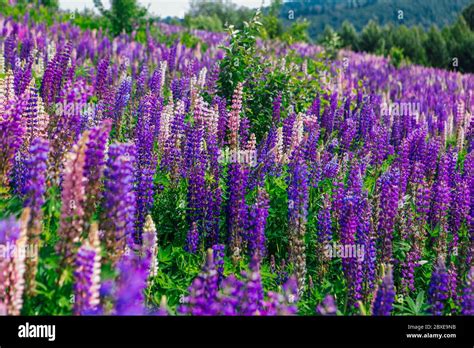 Un Campo De Flores De Lupinus En Flor Lupinus Polyphyllus Jard N O