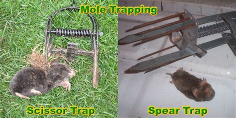 Mole Trapping How To Trap