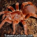 Tarantula Pictures & Photos | Tarantula Guide