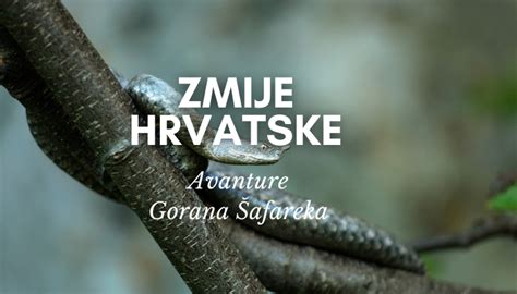 Zmije u Hrvatskoj - Safarek.com