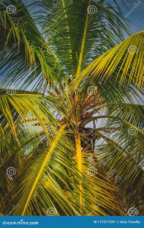 Bright Green Palm Tree Foliage Close Up Stock Image Image Of Coconut