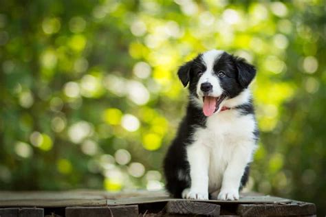 Border Collie Progression Growth Chart Milestones And Training Tips