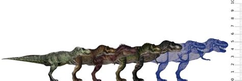 All The Tyrannosaur Sizes Size Chart Rjurassicpark