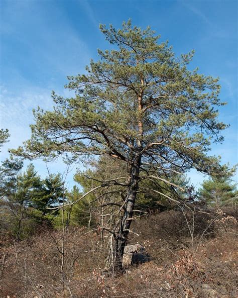 Species Spotlight Pinus Resinosa Edge Of The Woods Native Plant