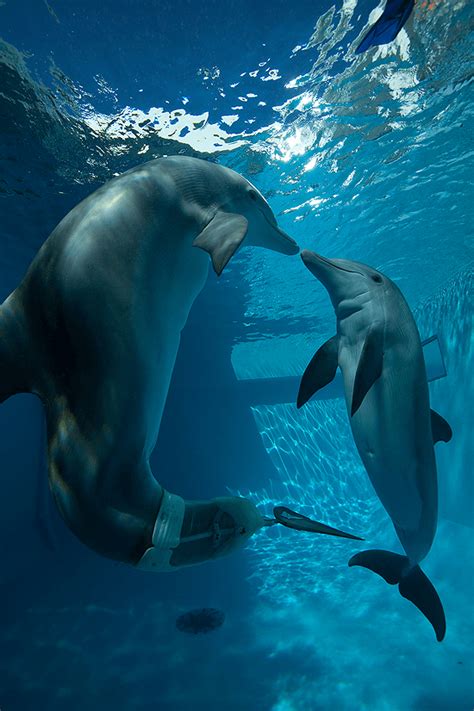 Dolphin Tale Wallpaper