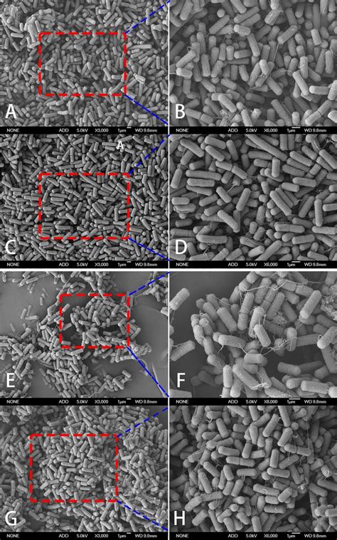 The Morphology Of The Wild Type And Mutant Cell The Cell Morphological