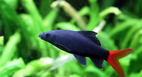 Labeo bicolor - Animobiz - Requin d'un noir velouté et d'un caudale est ...