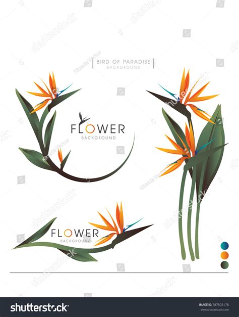 Bird Paradise Flower Vector Logo Background Stock Vector Royalty Free