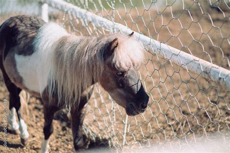 Cute miniature horse or pony in the farm. Cute little pony Stock Photo | Adobe Stock