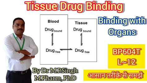 Tissue Binding Of Drugs Biopharmaceutics Pharmacokinetic BP604T