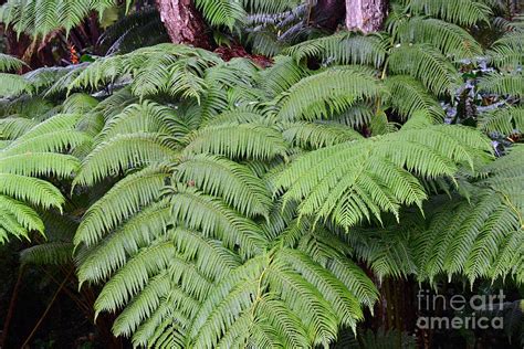 Hapu'u Hawaiian Fern Photograph by Lehua Pekelo-Stearns