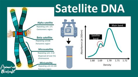 Satellite DNA Minisatellite And Microsatellite Short Tandem Repeats