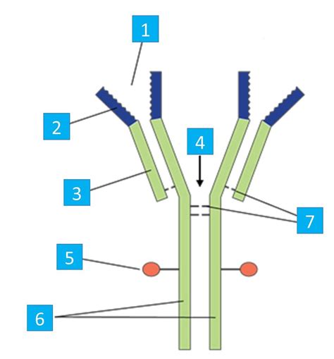 A Level Biology Diagrams Antibody Diagram Quizlet