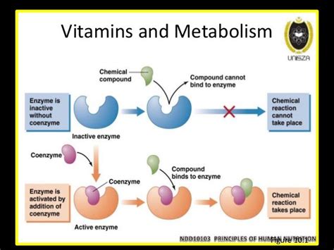 Lecture 12 nutrients involved in energy metabolism