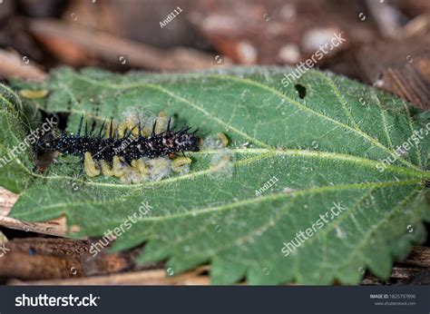 Peacock Butterfly Caterpillar Images Stock Photos Vectors