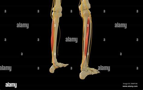 Tibialis Anatomía Muscular Posterior Para Concepto Médico 3d