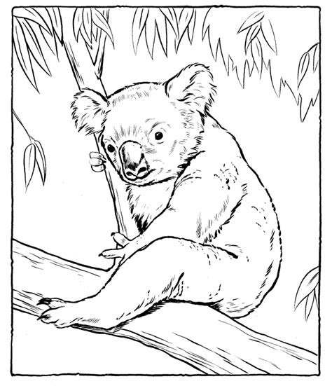 Free Printable Koala Coloring Pages For Kids