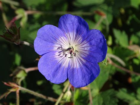 Geranium Hardy Rozanne Flower Free Photo On Pixabay Pixabay