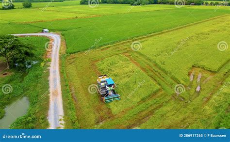 Harvester Machine To Harvest Rice Field Working In Thailand Stock Video