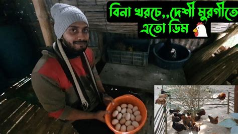 বিনা খরচে দেশী মুরগী পালন করে এতো ডিম 🐔🥚 আলহামদুলিল্লাহ Youtube