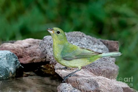 Painted Bunting Passerina Ciris Drinking Photograph By Anthony Mercieca