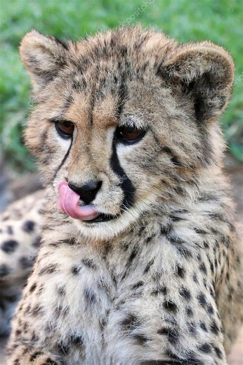 Pictures : cute cheetah cubs | Cute Cheetah Cub — Stock Photo ...