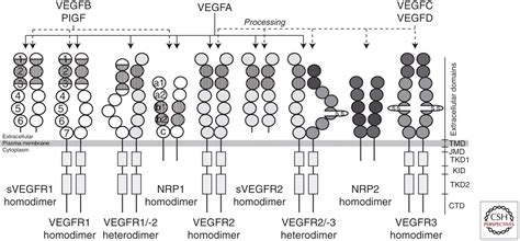 Signal Transduction By Vascular Endothelial Growth Factor Receptors