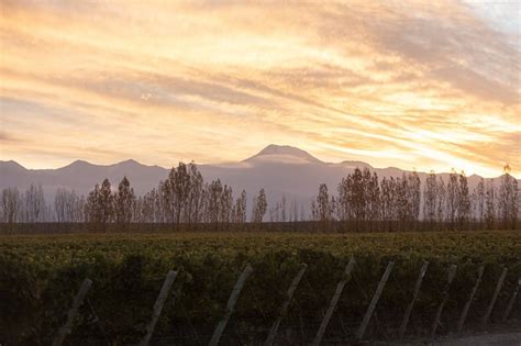 Mendoza Tiene Una Nueva Indicaci N Geogr Fica Ig Del Vino El Malbec