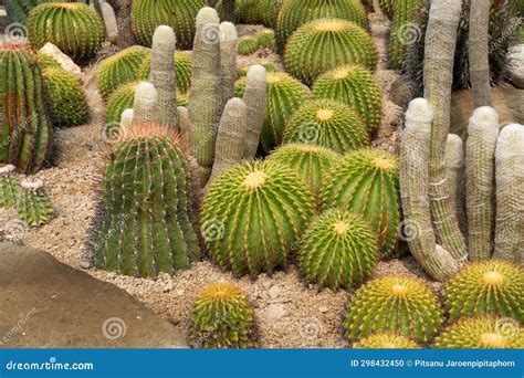 Cactus Garden Various Types of Beautiful Cacti Exotic Cactus Collection ...