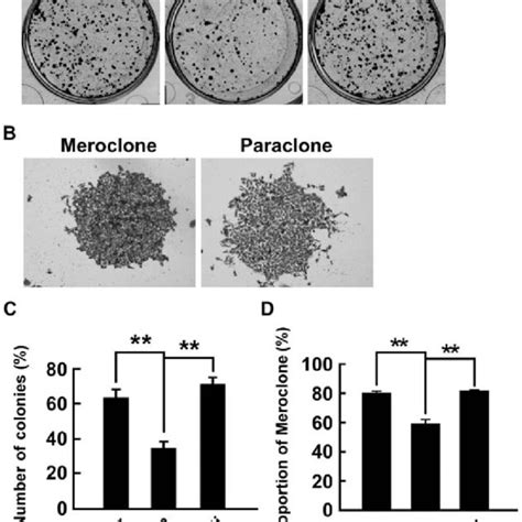 Wt P53 Inhibits Colony Formation Of Pc 3 Cells By Modulating Mir 145