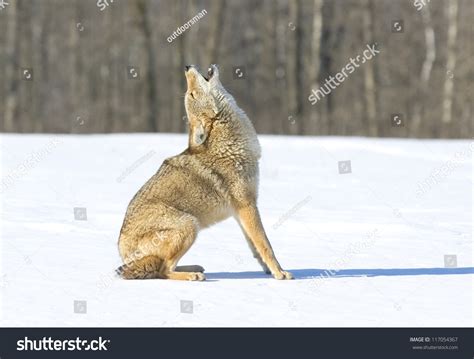 4,208 Coyote Winter Royalty-Free Photos and Stock Images | Shutterstock