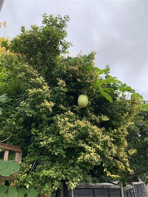 A watermelon growing from a tree : mildlyinteresting