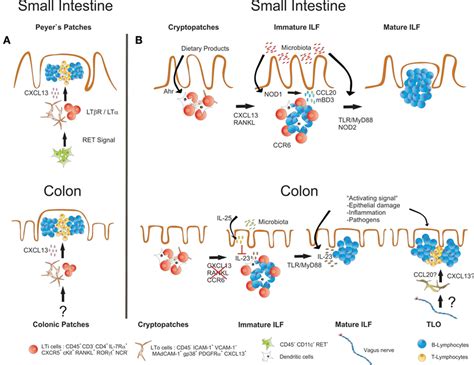 Frontiers Development And Function Of Secondary And Tertiary Lymphoid Organs In The Small