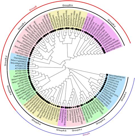 Frontiers Genome Wide Characterization Phylogenetic And Expression