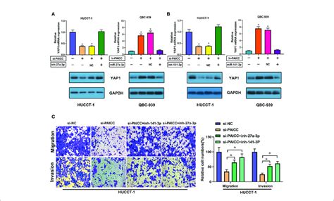 Lncrna Paicc Requires Mir P And Mir A P To Promote