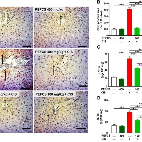 Pefcs Downregulated Inos Tnf A And Il 1b In The Liver Of Download