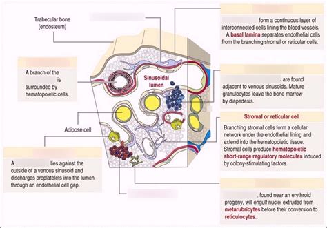 BONE MARROW Diagram Quizlet