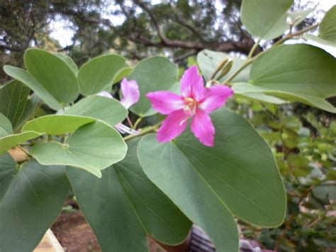 Kachnar Or Orchid Tree And Its Health Benefits | HubPages