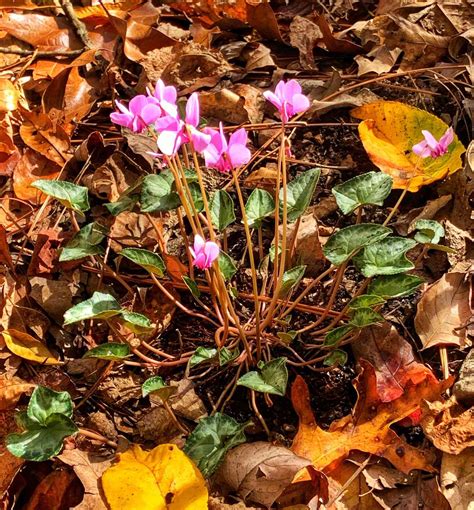 Everything To Know About Hardy Cyclamen Hederifolium