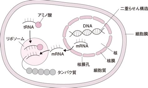 核の機能・タンパク質の合成｜細胞の構造と機能3 看護roo カンゴルー
