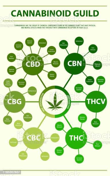 Vetores De Guia De Cannabinoide Infográfico Vertical E Mais Imagens De