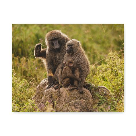 Couple Baboon Couple Couple Baboon Troop Print Animal Wall Art Wildlife