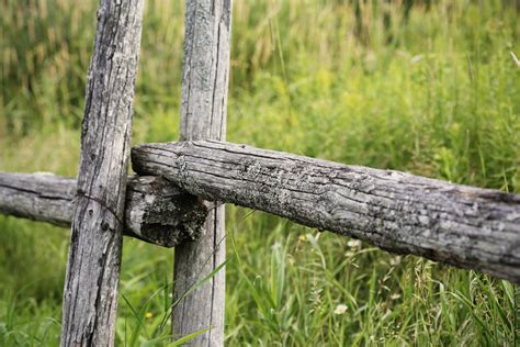 Ilmaisia Kuvia Puu Mets Haara Aita Ala Maatila Nurmikko Puun