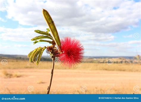 Flower of the Cerrado stock photo. Image of cerrado, flor - 83744616