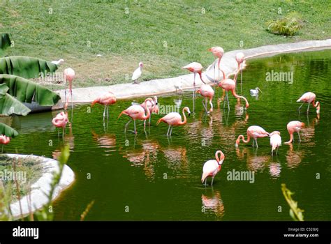 Inagua flamingos hi-res stock photography and images - Alamy