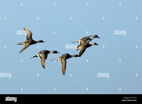 Pintail Ducks In Flight Male Hi Res Stock Photography And Images Alamy