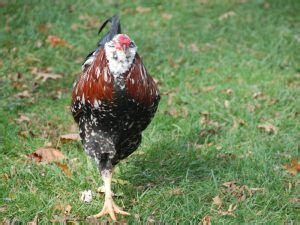 Russian Orloff Chicken Breed Guide - Eco Peanut